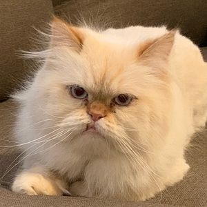 Meet your Posher, Marwan